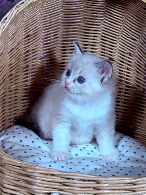 Chaton à adopter photo 2
