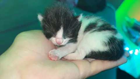 Bébé Chat À Donner