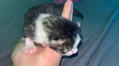 Bébé Chat A Donné