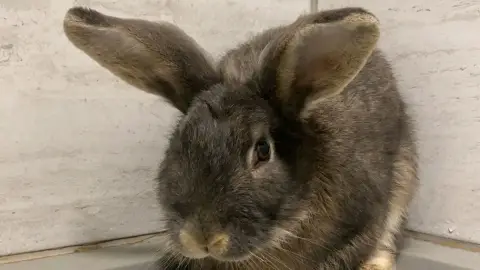 Lapin