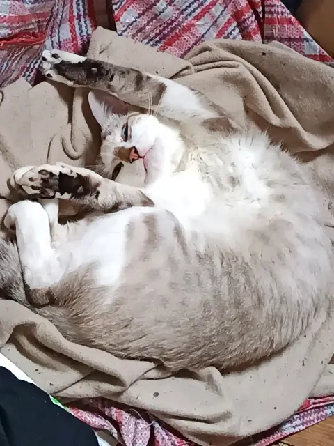 Shiro(urgent) photo 3