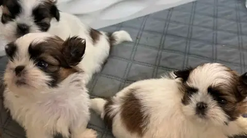 Recherche famille sérieuse pour adoption d’un