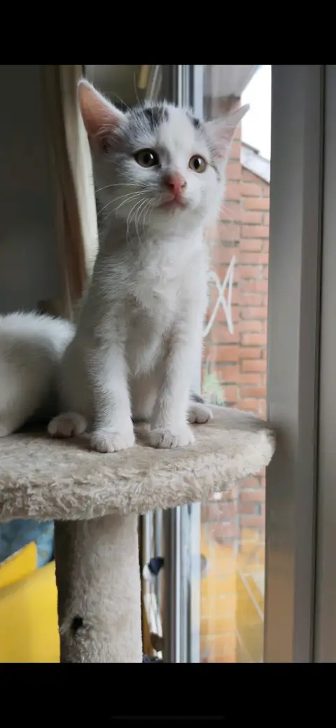 chatons à confier photo 2