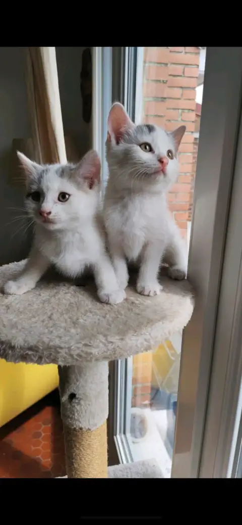 chatons à confier