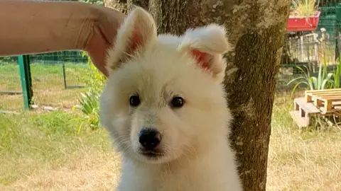 Chiot berger blanc suisse LOF Disponible