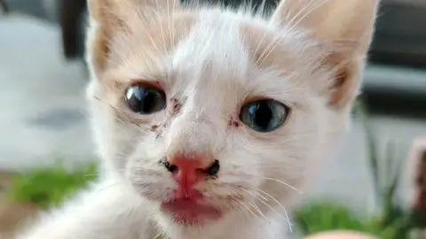 Gato En Adopción