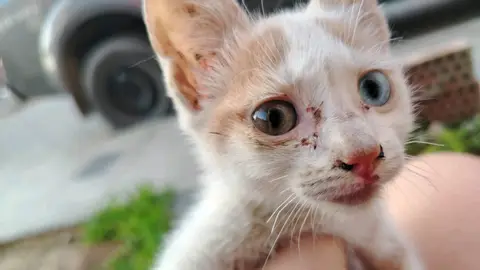 Gato En Adopción photo 2