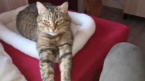 Nala