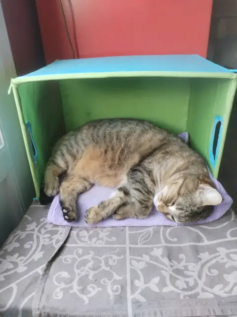 Nala photo 5
