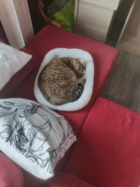 Nala photo 4