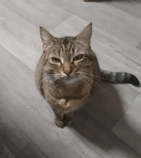 Nala photo 2