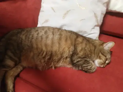 Nala photo 3