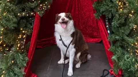 Border Collie