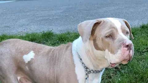 American bully xl