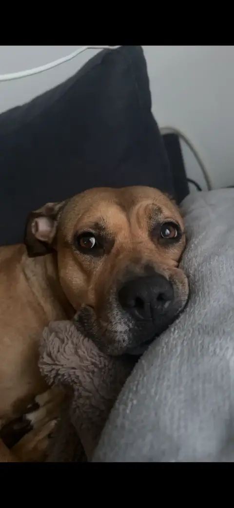 Kyubi, 5 ans cherche une nouvelle famille