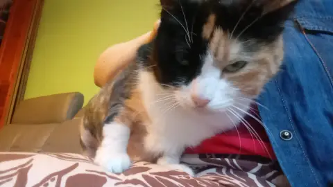 Chatte De
