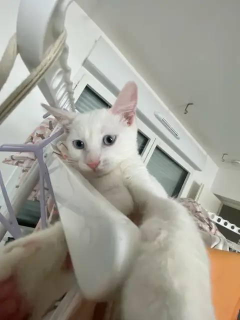 Petit chat de photo 4