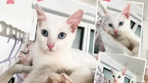 Petit chat de