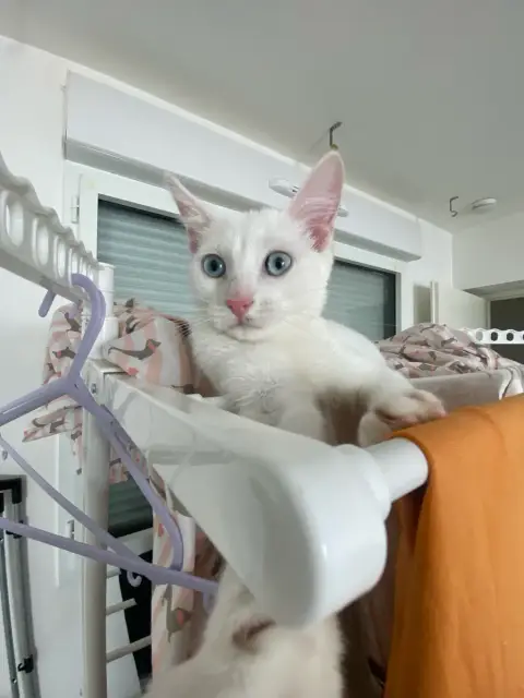 Petit chat de photo 3