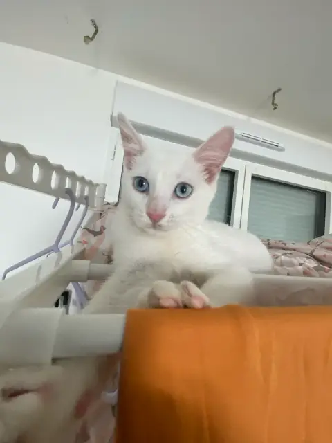 Petit chat de photo 5