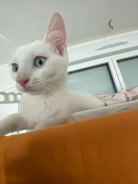 Petit chat de photo 6