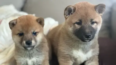 Adopter Superbes bébés Shibas