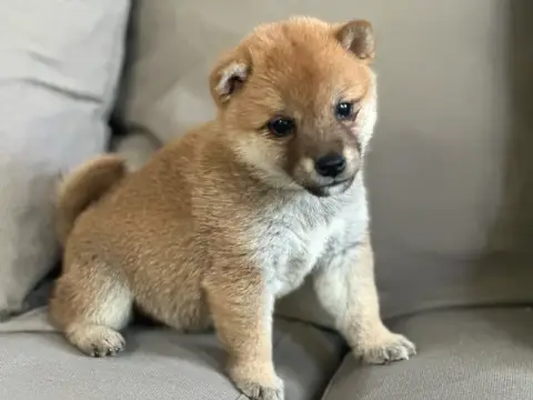 Superbes bébés Shibas photo 3
