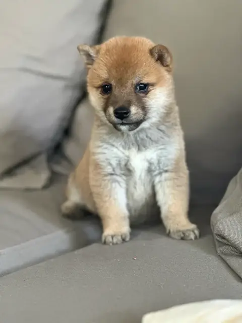 Superbes bébés Shibas photo 5