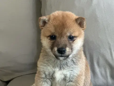 Superbes bébés Shibas photo 6