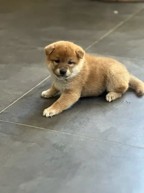 Superbes bébés Shibas photo 4