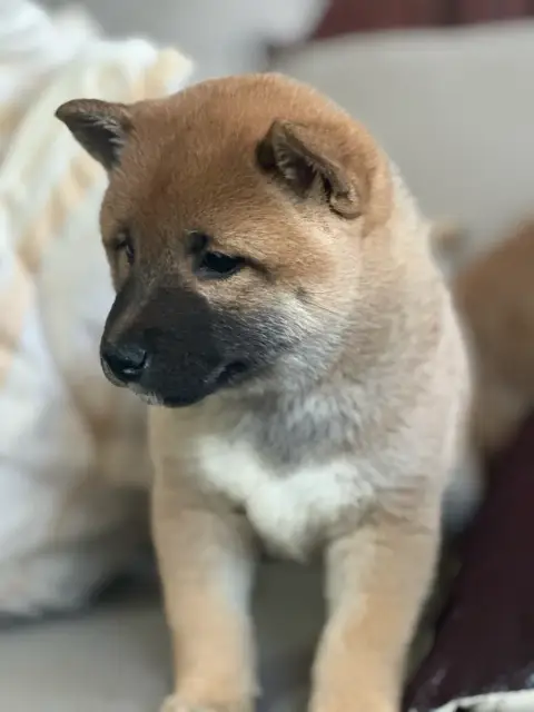 Superbes bébés Shibas photo 2