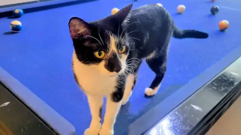 Egyptian Mao Tuxedo