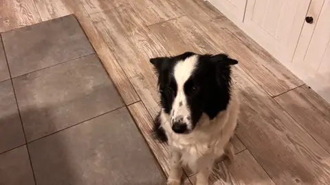 Border Collie photo 2