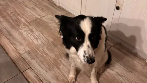 Border Collie photo 3