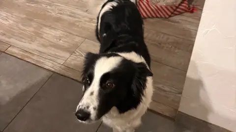 Border Collie photo 4