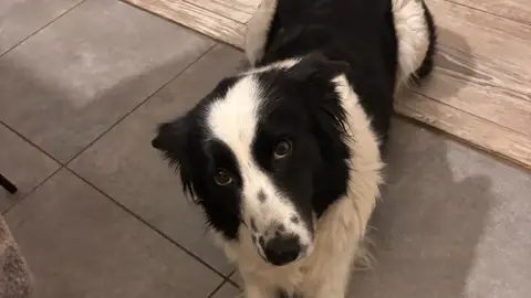 Border Collie