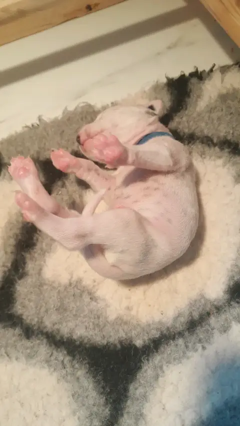 Chiots Dalmatien LOF photo 4