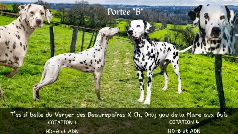 Chiots Dalmatien LOF photo 2