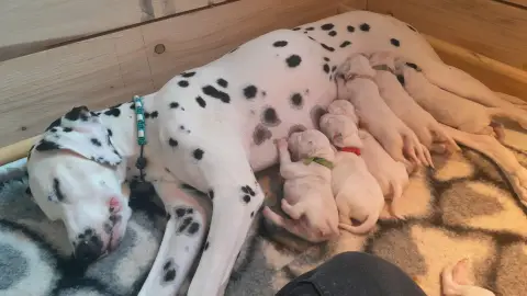 Chiots Dalmatien LOF photo 5