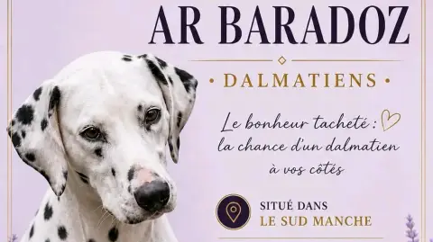 Chiots Dalmatien LOF