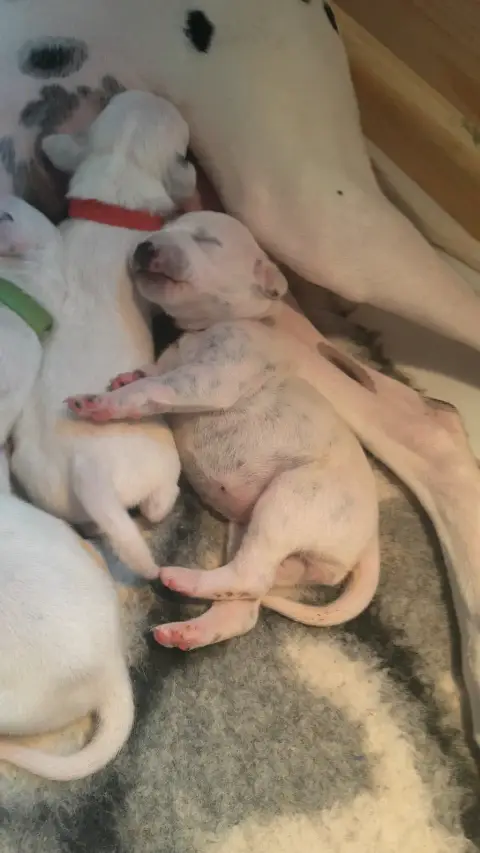 Chiots Dalmatien LOF photo 3