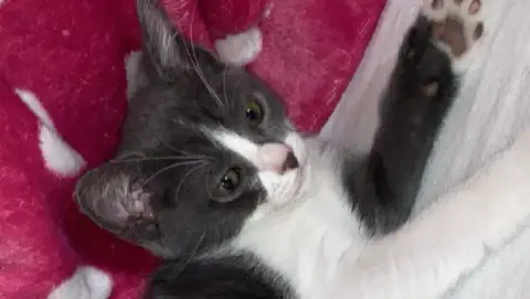 Chatons à adopter