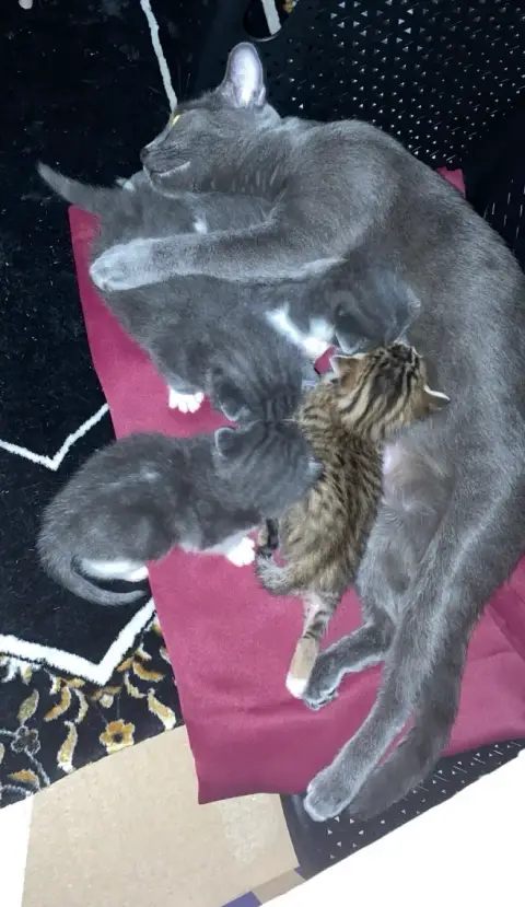 Chatons à adopter photo 2