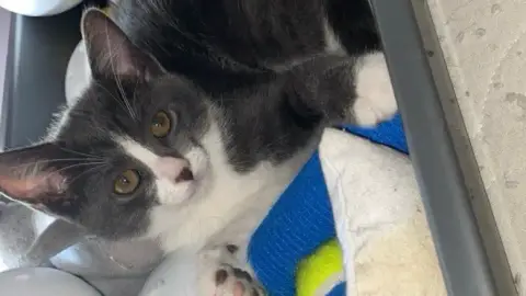 Chatons à adopter