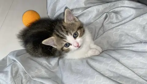 Chatons à adopter