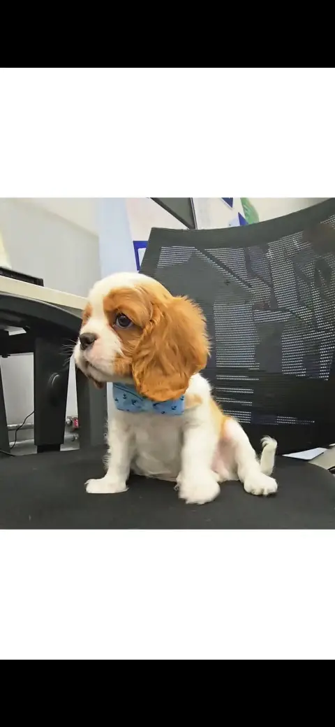 Cavalier King Charles à l’adoption photo 2
