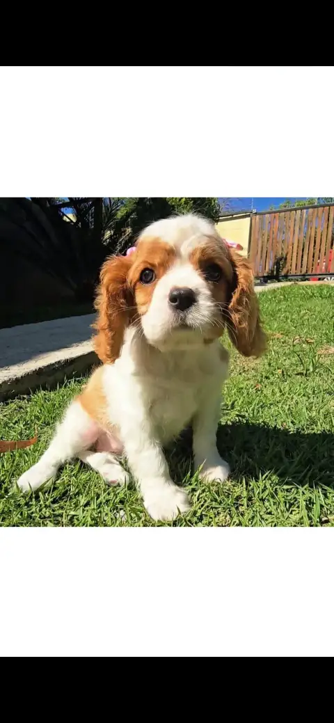 Cavalier King Charles à l’adoption