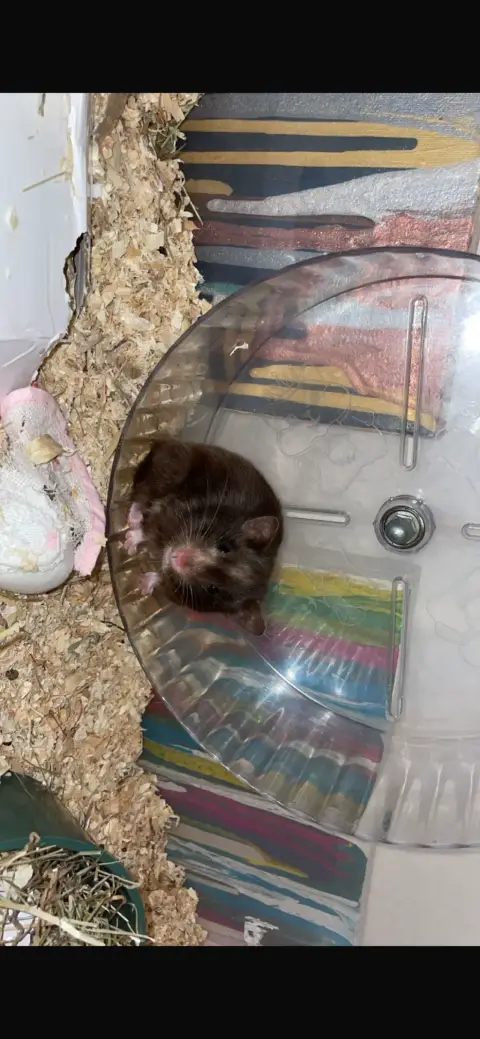 Donne Urgent Hamster Syrien photo 3