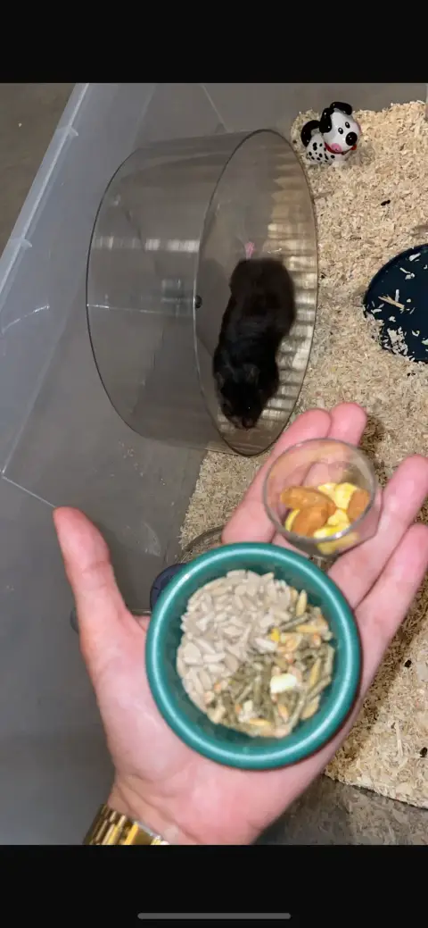 Donne Urgent Hamster Syrien photo 2