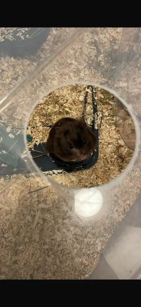Donne Urgent Hamster Syrien